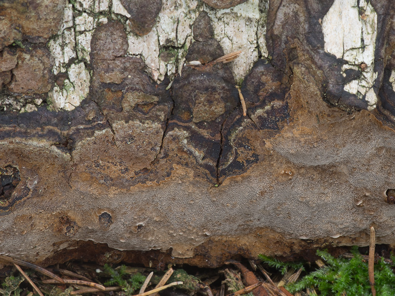 Phellinus laevigatus